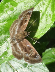 Quadrus cerialis