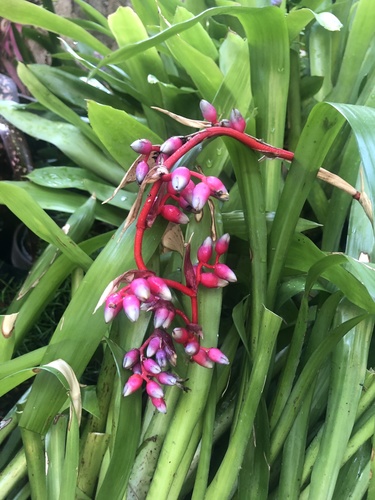 photo of (Bromelioideae)