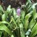 photo of Common Grape Hyacinth (Muscari botryoides)