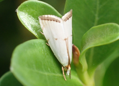 Argyria gonogramma