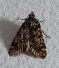 Aglossa caprealis