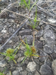 Cyperus lupulinus macilentus