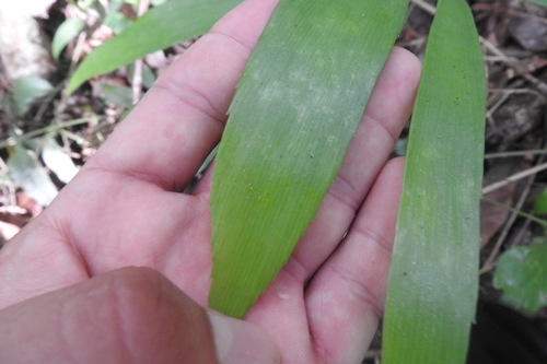 Image of Zamia prasina by (c) Sebastián de Jesús Herrera Buenfil, some rights reserved (CC BY)