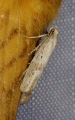 Epermenia cicutaella