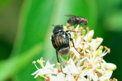 Trichiotinus viridans