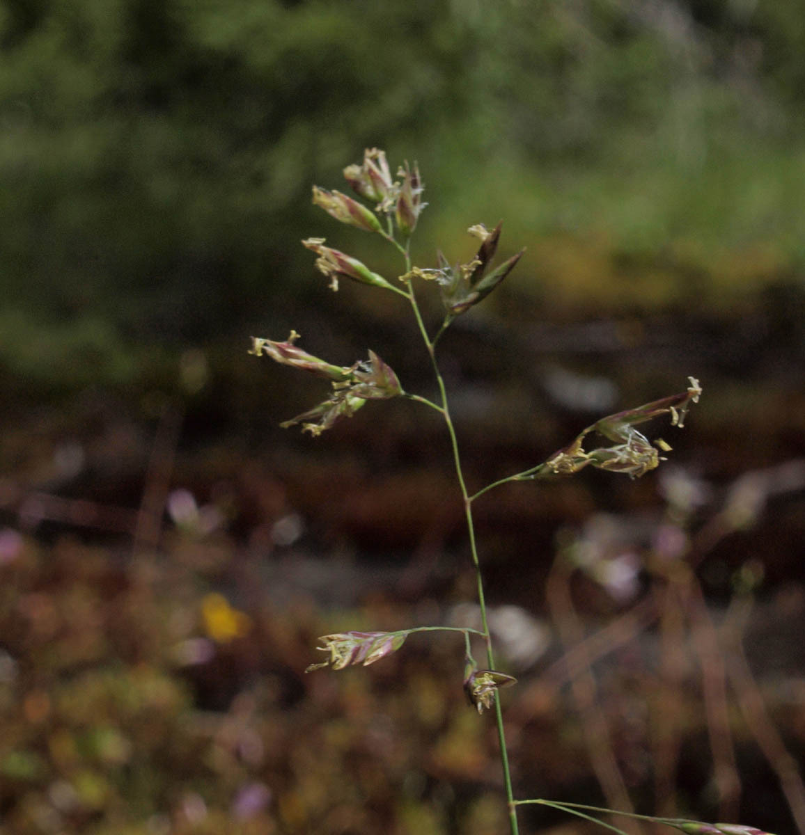 Poa leptocoma