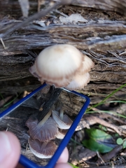Mycena clarkeana