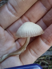 Mycena clarkeana