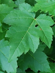 Acer rubrum image