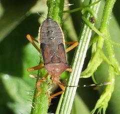 Anasa varicornis
