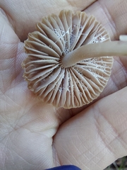 Mycena clarkeana