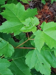 Acer rubrum image