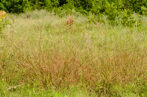 Paspalum laxum observed 2011-10-14