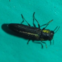 Agrilaxia flavimana