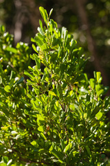 Dodonaea viscosa elaeagnoides