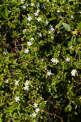 Jacquemontia havanensis