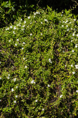 Jacquemontia havanensis