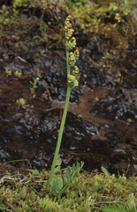 Botrychium simplex compositum