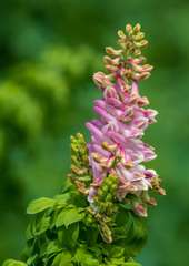 Corydalis caseana brandegeei