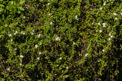 Jacquemontia havanensis