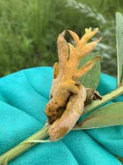 Puccinia urticata