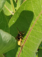 Paranthrene robiniae