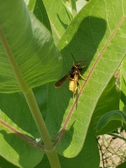 Paranthrene robiniae