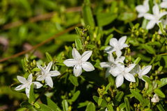 Jacquemontia havanensis