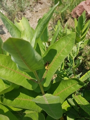 Paranthrene robiniae