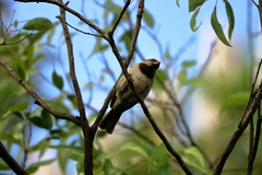 Passer domesticus