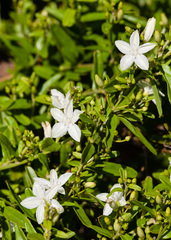 Jacquemontia havanensis