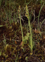 Botrychium simplex compositum