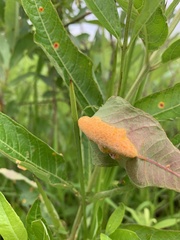 Puccinia urticata