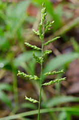 Setaria barbata