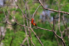 Pyrocephalus rubinus