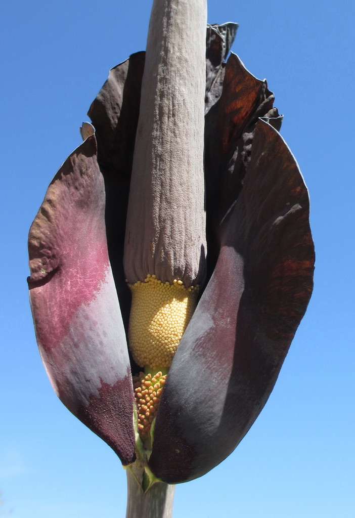 Amorphophallus maximus