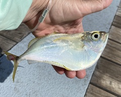 Chloroscombrus chrysurus