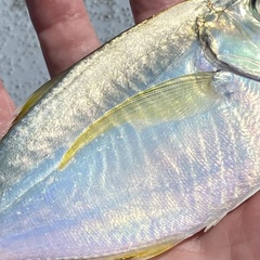 Chloroscombrus chrysurus