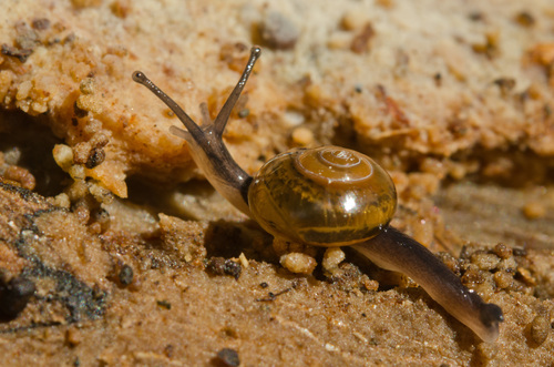 Jumping Snail