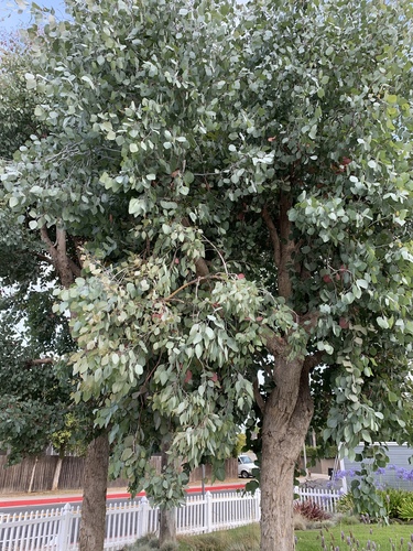 photo of Gum Trees (Eucalypteae)