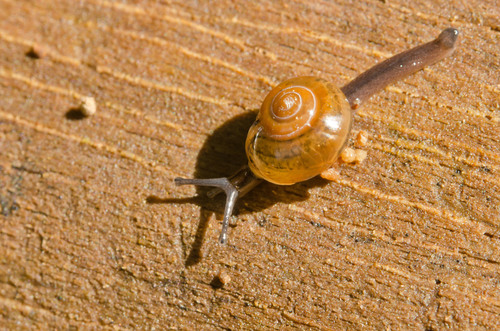 Jumping Snail