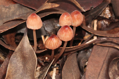 Mycena kuurkacea