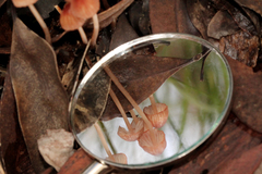 Mycena kuurkacea