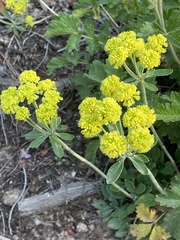 Eriogonum flavum