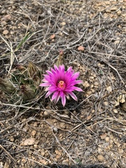 Mammillaria wrightii wrightii