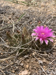 Mammillaria wrightii wrightii
