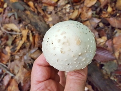 Amanita aestivalis