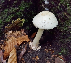 Amanita aestivalis
