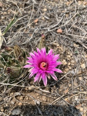Mammillaria wrightii wrightii