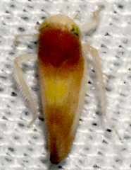 Colladonus setaceus